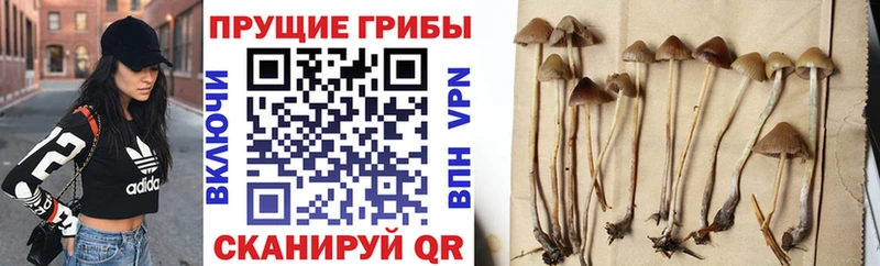где купить наркоту  Слободской  Галлюциногенные грибы Magic Shrooms 